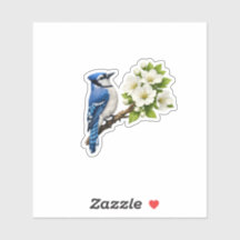 Blue Jay with White Blossoms