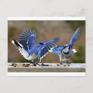 Blue Jays Postcard