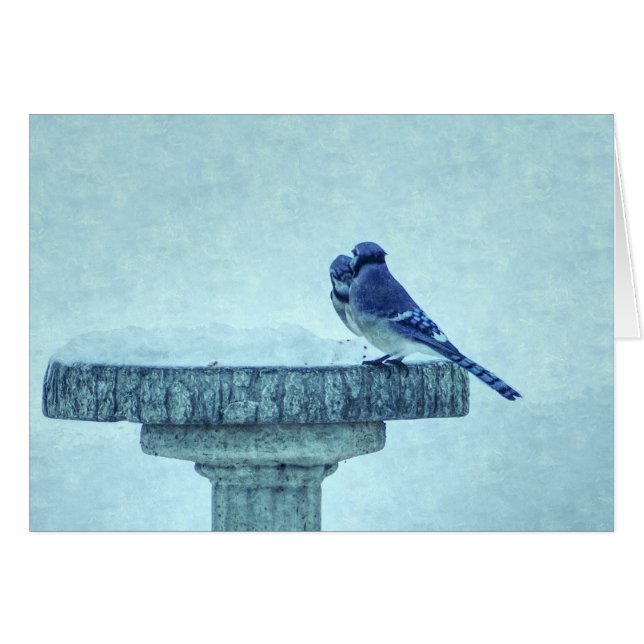 Blue Jays Winter Feeding Painterly Greeting Card (Front Horizontal)