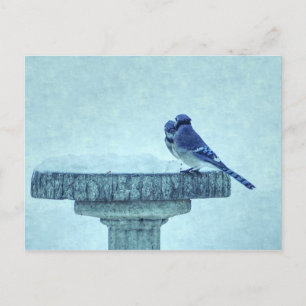 Blue Jays Winter Feeding Painterly Postcard