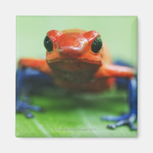 Blue Jean Frog Magnet