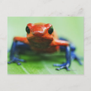 Blue Jean Frog Postcard