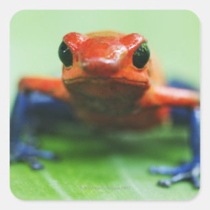 Blue Jean Frog Square Sticker