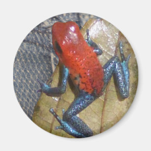 Blue Jeans Frog Magnet