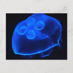 Blue Jellyfish Postcard