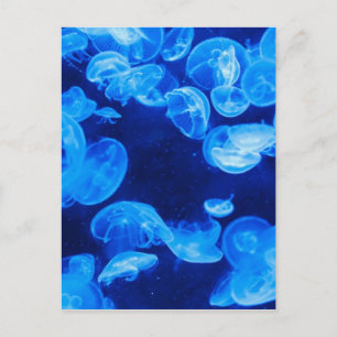 Blue Jellyfish underwater Postcard