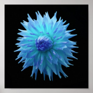 Blue Jennie On Black Poster