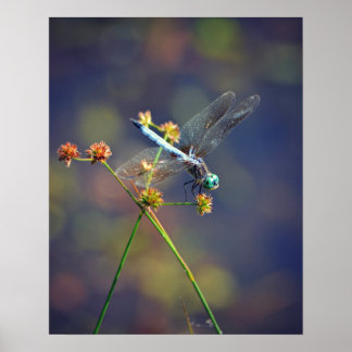 Blue Jewel, a tiny dragonfly rests on a reed Poster
