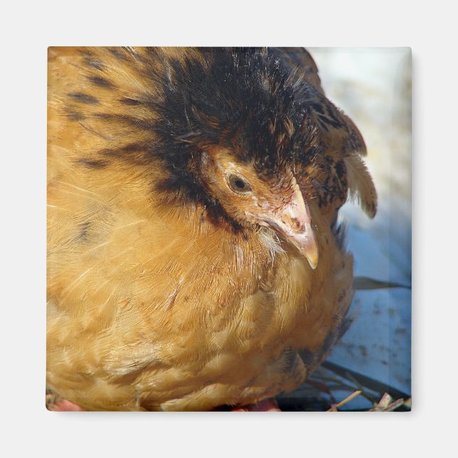 Blue Jr Magnet (Front)