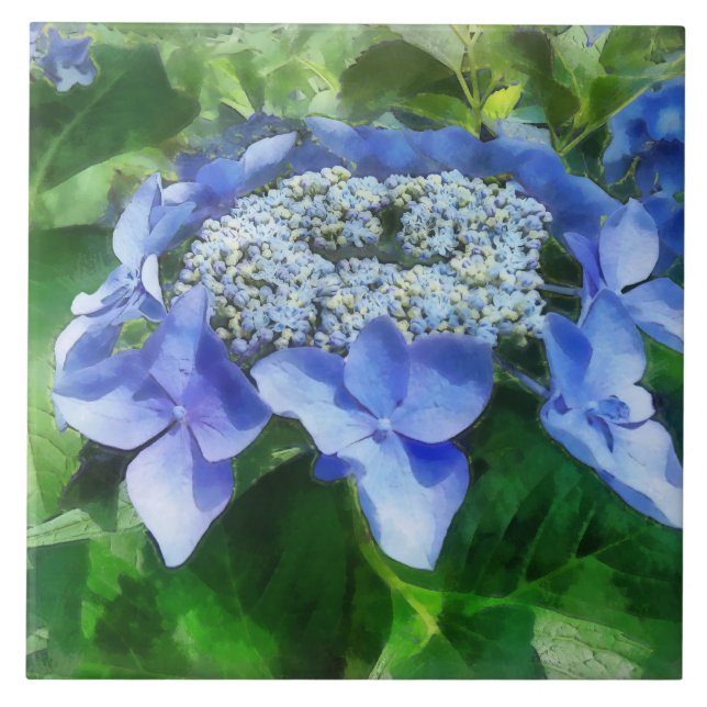 Blue Lace Cap Hydrangea Let's Dance Starlight Tile (Front)