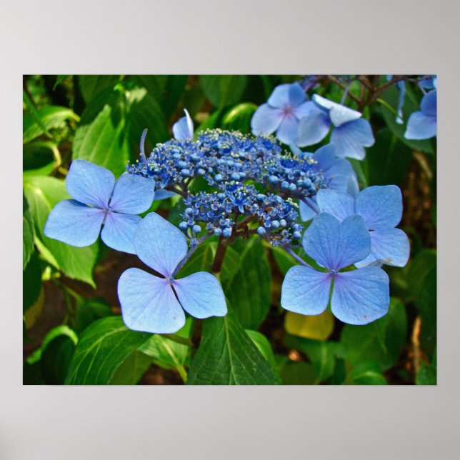 Blue Lace-cap Hydrangea - Poster (Front)
