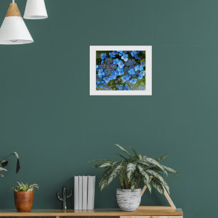 Blue Lacecap Hydrangea Floral Photographic Poster