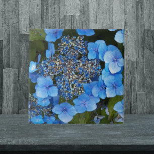 Blue Lacecap Hydrangea Floral Tile