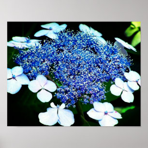 Blue Lacecap Hydrangea Flower Close Up Poster
