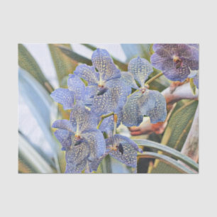 Blue lavander coloured orchid flowers tissue paper