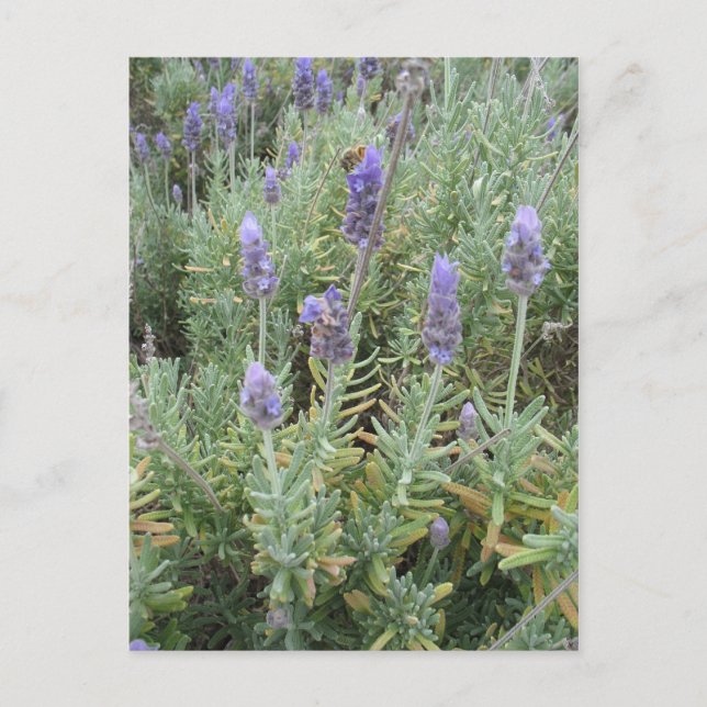 blue lavender and bee postcard (Front)