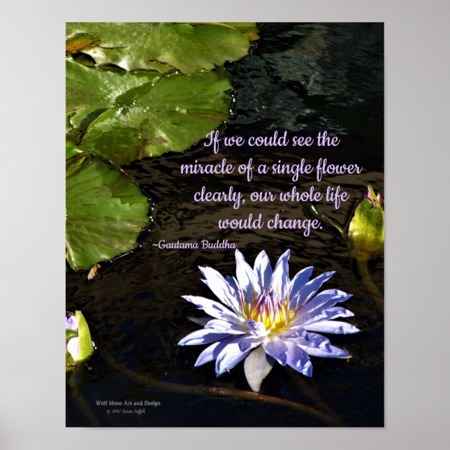 Blue Lavender Yellow Centre Water Lily Flower Poster (Front)