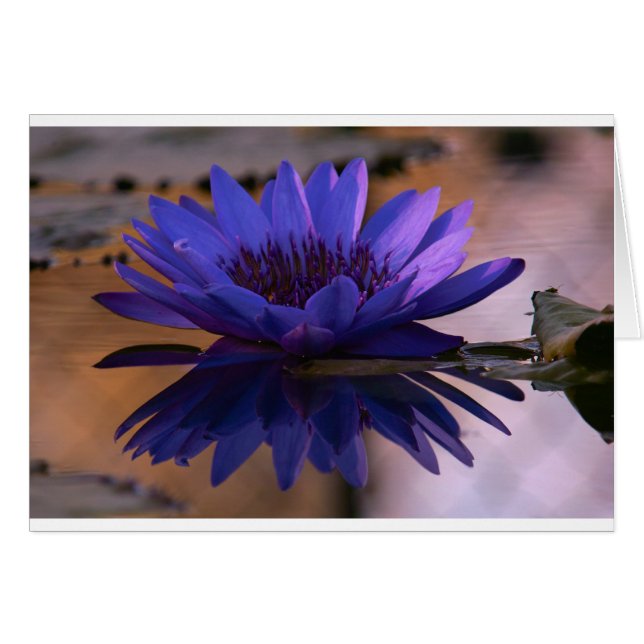 Blue Lily (Front Horizontal)