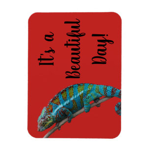 Blue Lizard, Beautiful Day, Red Magnet