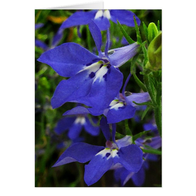 Blue Lobelia (Front)