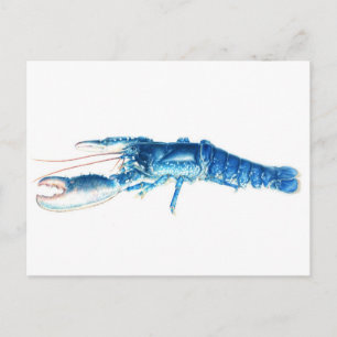 Blue lobster fine art watercolor postcard