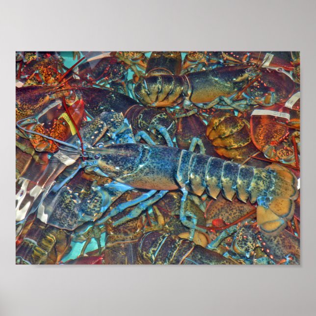 Blue Lobster, Maine Poster (Front)