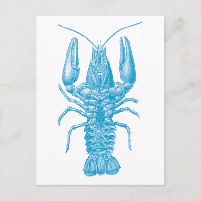 Blue Lobster Postcard (Front)