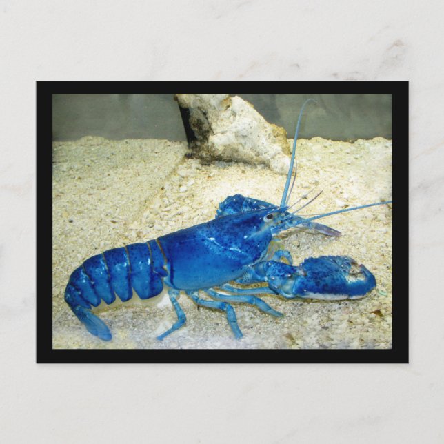 Blue Lobster Postcard (Front)