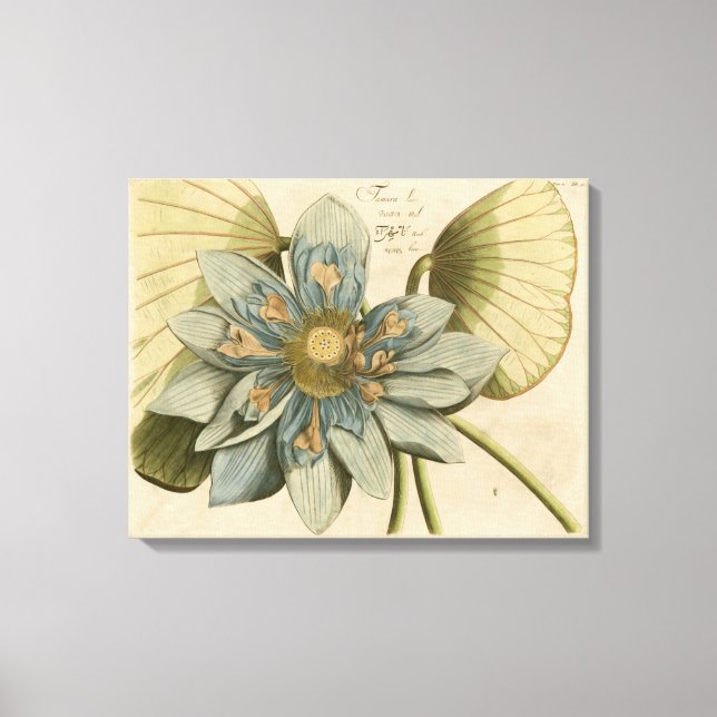Blue Lotus Flower on Tan Background with Writing Canvas Print (Front)