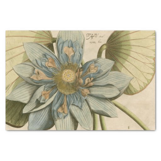Image of Blue Lotus Flower on Tan Background with Writing Tissue Paper