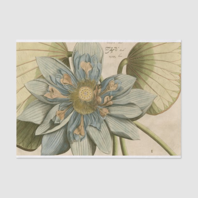 Blue Lotus Flower on Tan Background with Writing Tissue Paper (Front)