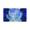Blue lotus lily