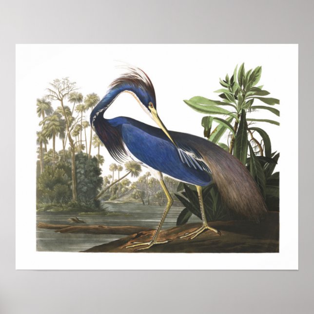Blue Louisiana Heron Bird Illustration Poster (Front)