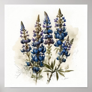 Blue Lupine Flower Art Print Poster