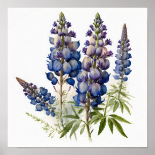 Blue Lupine Flower Art Print Poster