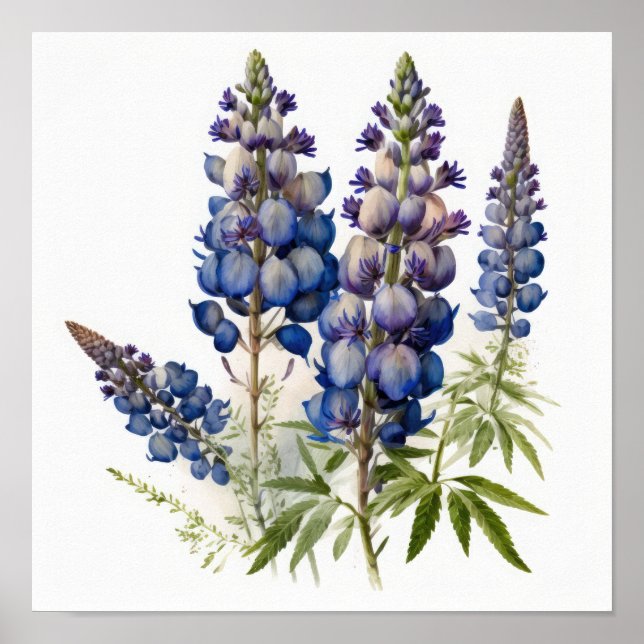 Blue Lupine Flower Art Print Poster (Front)