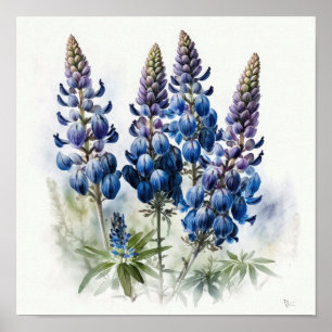 Blue Lupine Flower Art Print Poster