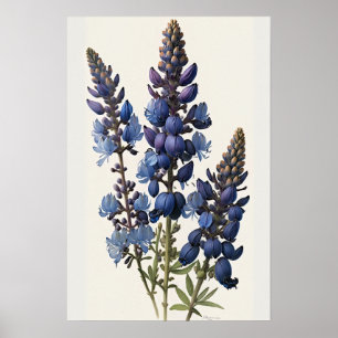 Blue Lupine Flower Art Print Poster