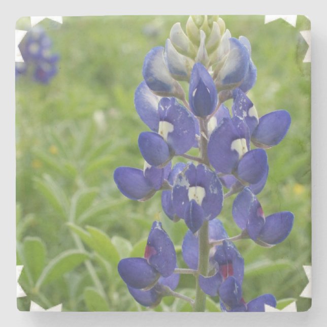 Blue Lupine Stone Coaster (Front)