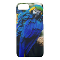 Blue Macaw Parrot, Exotic Tropical Bird