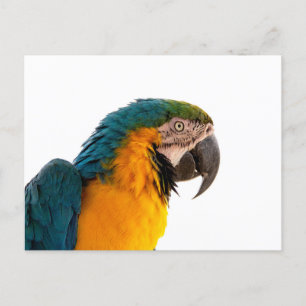 Blue macaw parrot holiday postcard