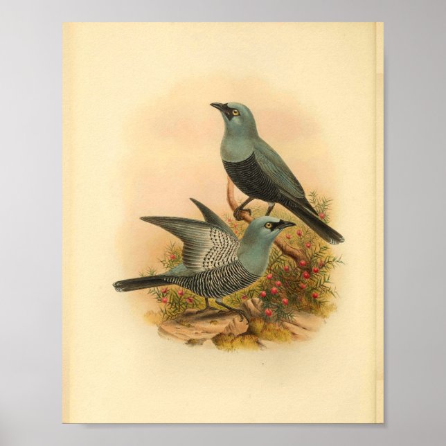 Blue Mafoor Cuckoo Shrike Bird Vintage Print (Front)