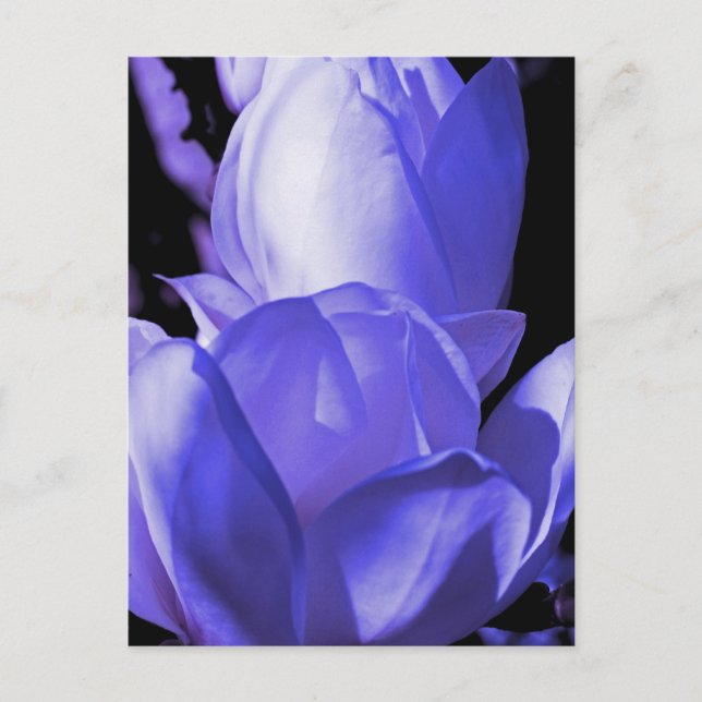 Blue Magnolia Postcard (Front)