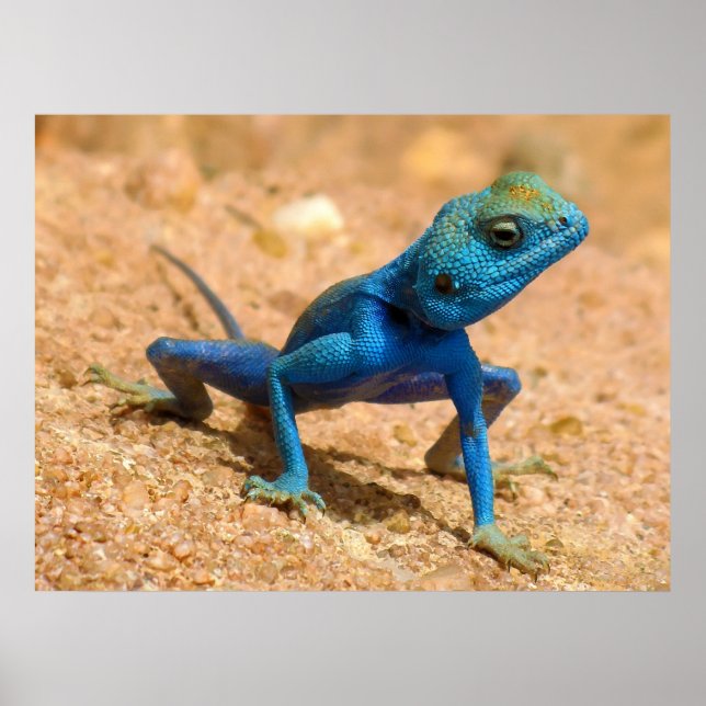 Blue Male Agama Sinaita Lizard on the Sand Poster (Front)