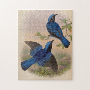Blue-Mantled Fairy Bluebird by John Gould Jigsaw Puzzle