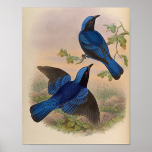Blue-Mantled Fairy Bluebird by John Gould Print