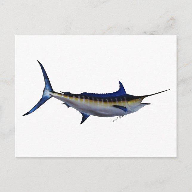 Blue Marlin Fish Postcard (Front)