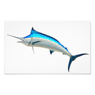 Blue Marlin Game Fish Photo Print
