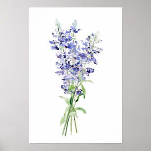 blue mealycup sage flowers bouquet watercolor   poster