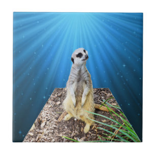 Blue Meerkat Night, Tile